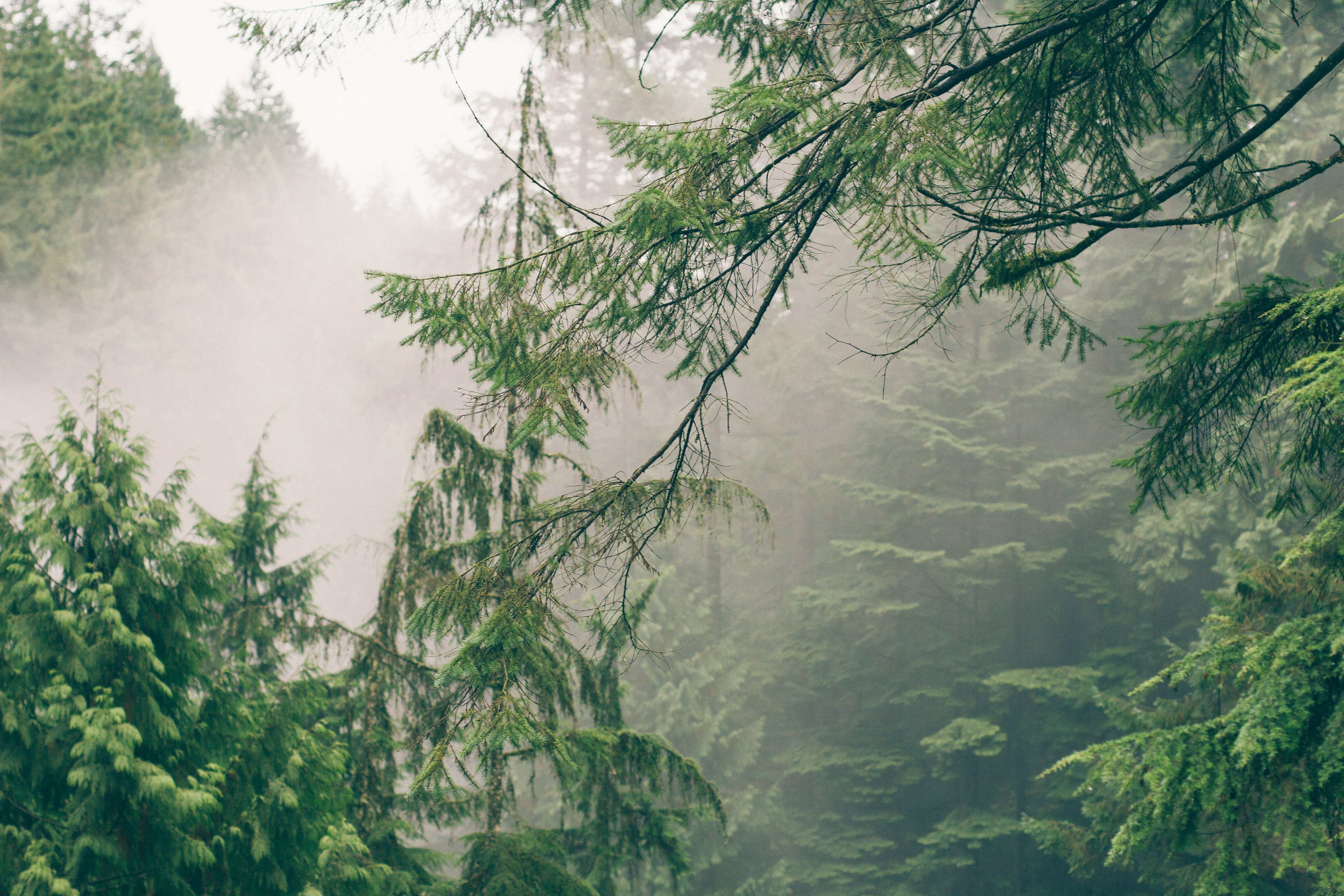 pine tree covered by mist